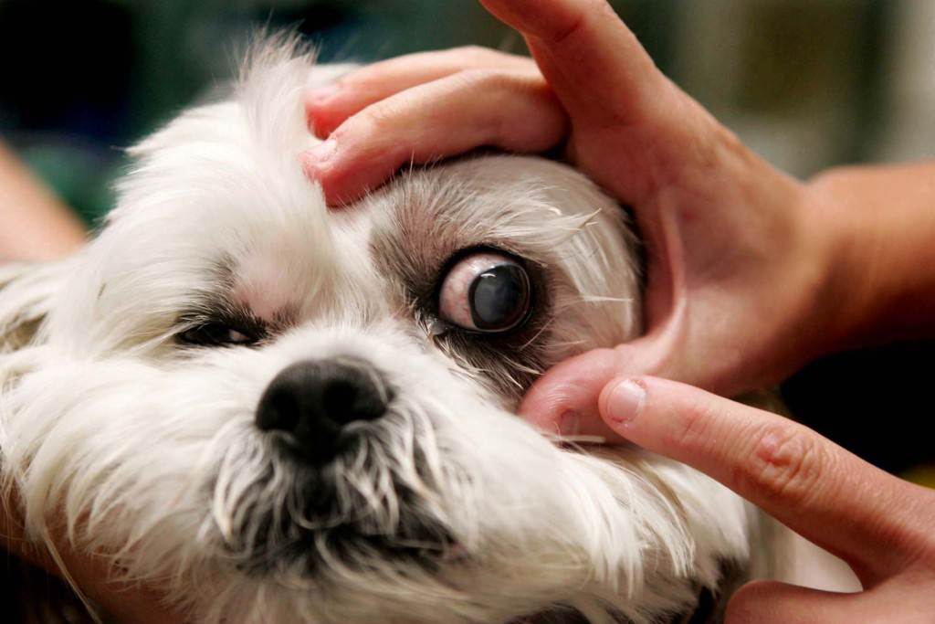 Бельмо на глазу у собаки: причины, лечение и профилактика | блог ветклиники "беланта"