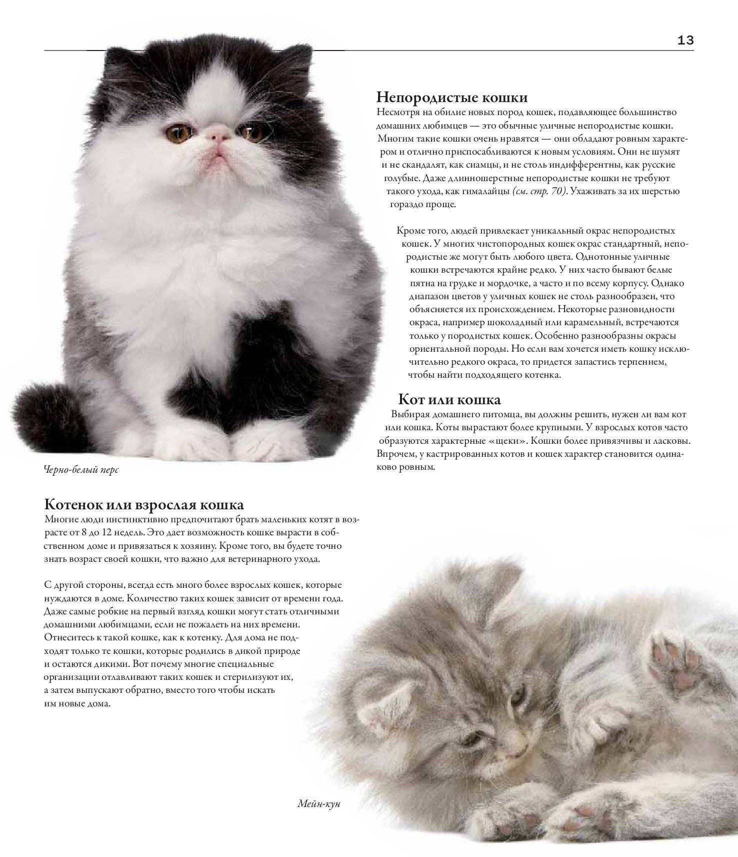 Редкие породы кошек - список пород с описанием