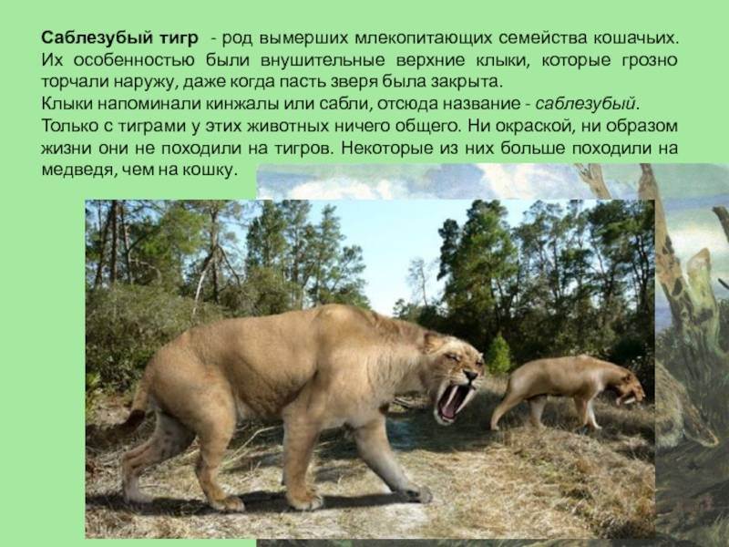 Саблезубые тигры. древний саблезубый тигр :: syl.ru