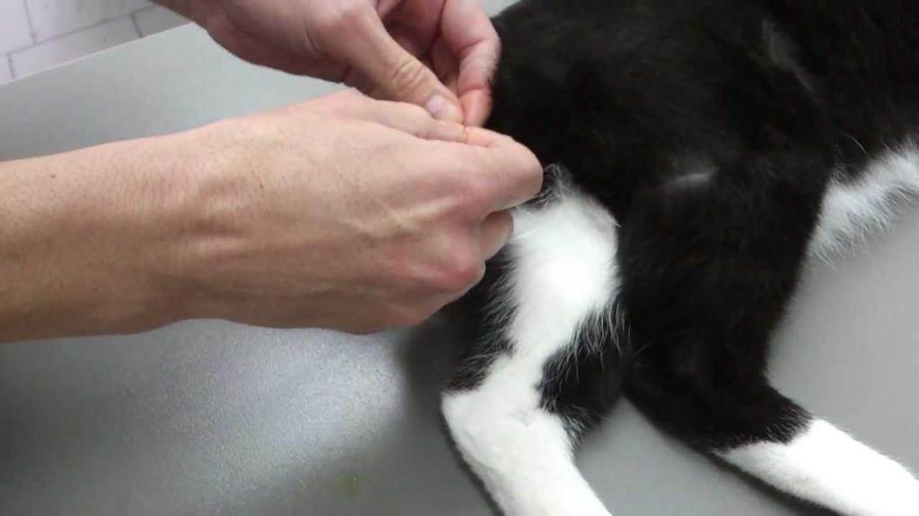 Уход за кошкой после операции | блог ветклиники "беланта"