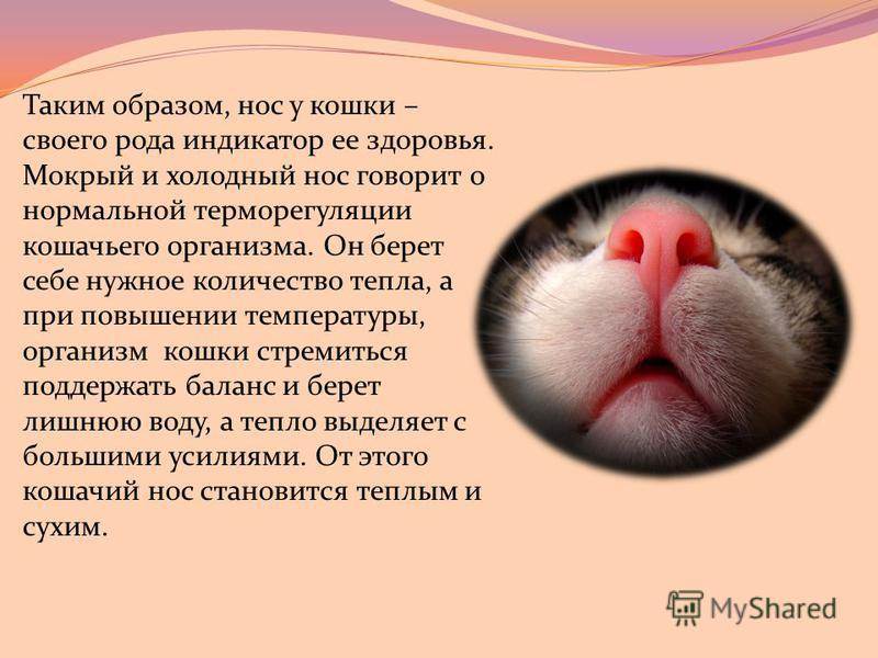 Какой нос должен быть у здоровой кошки и кота: мокрый или сухой