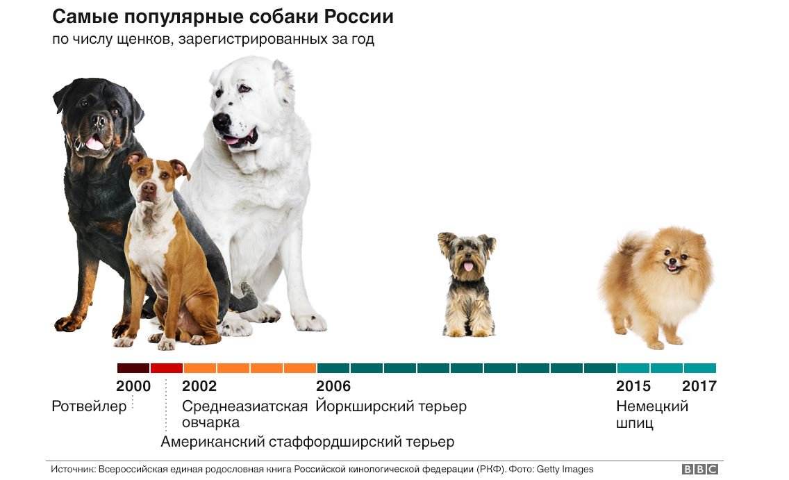 Популярные породы собак в мире. топ 15 лучших собак с фото