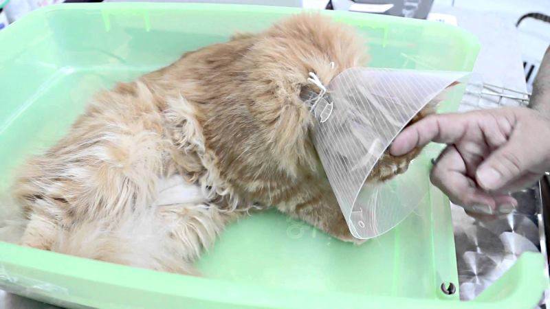 Стерилизация кошек: виды операции, этапы проведения процедуры, подготовка, подходящий возраст, уход за кошкой после стерилизации