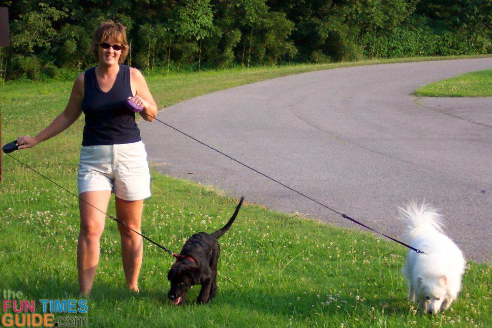 Как правильно гулять с собакой: продолжительность прогулок, особенности выгула в зимнее или летнее время, правила использования намордника и поводка