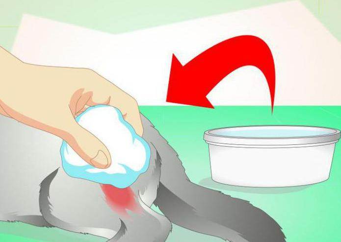 Как лечить абсцесс у кота: в домашних условиях