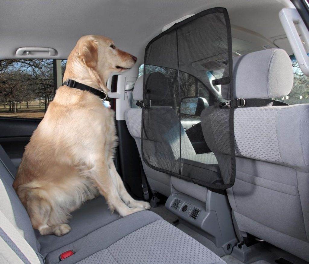 Как правильно перевозить собаку в машине: приучение и приспособления