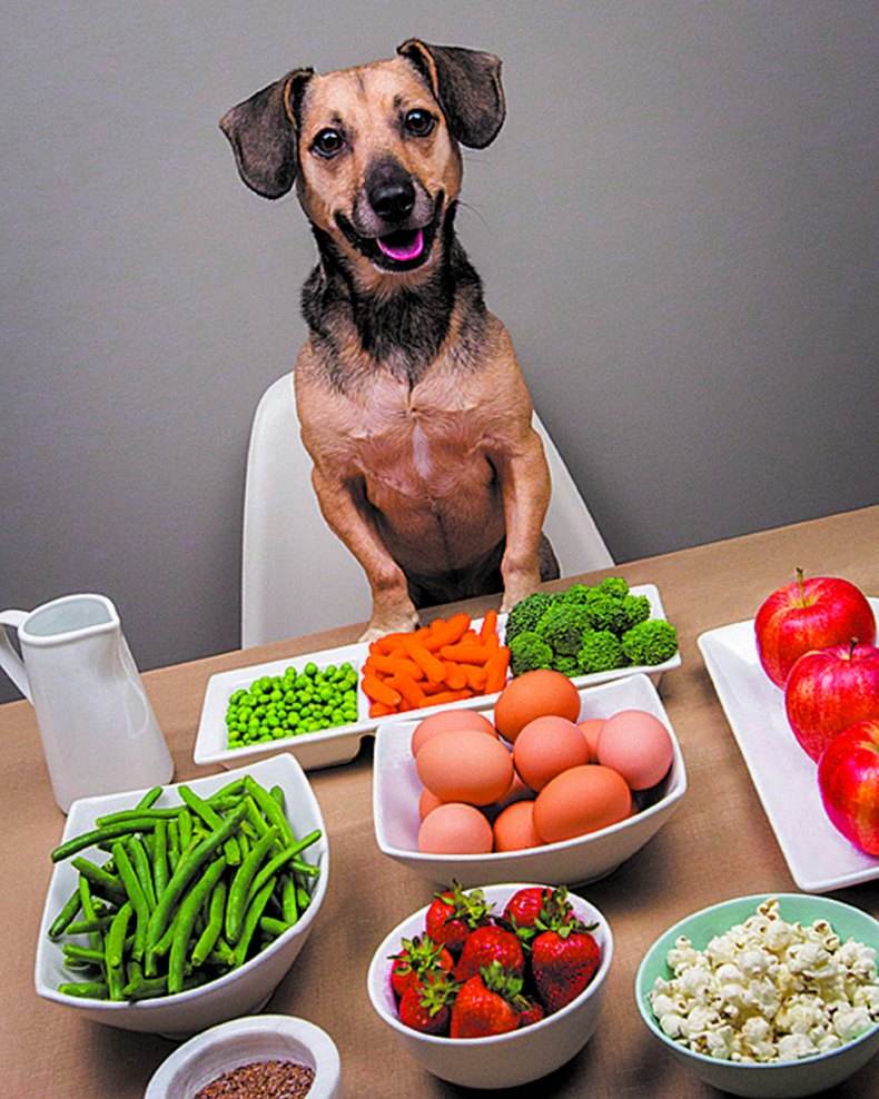 Чем кормить собаку после родов? правила здорового питания