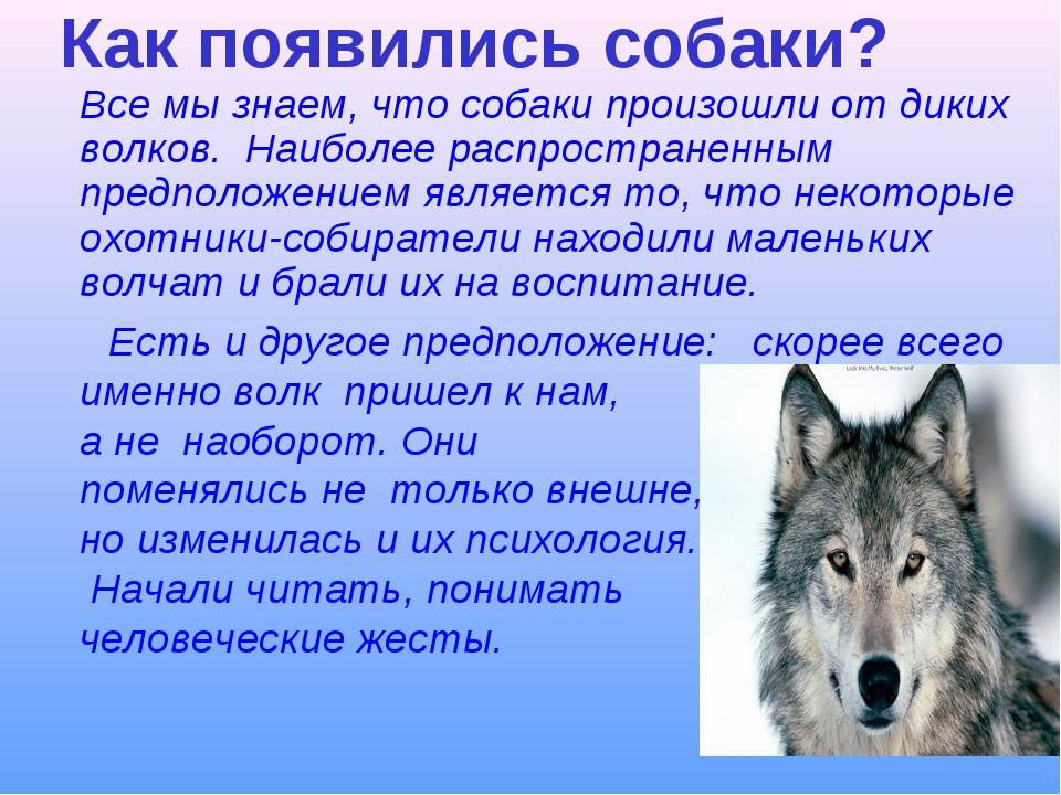 Волк: все факты, где живет, чем питается, волк против медведя