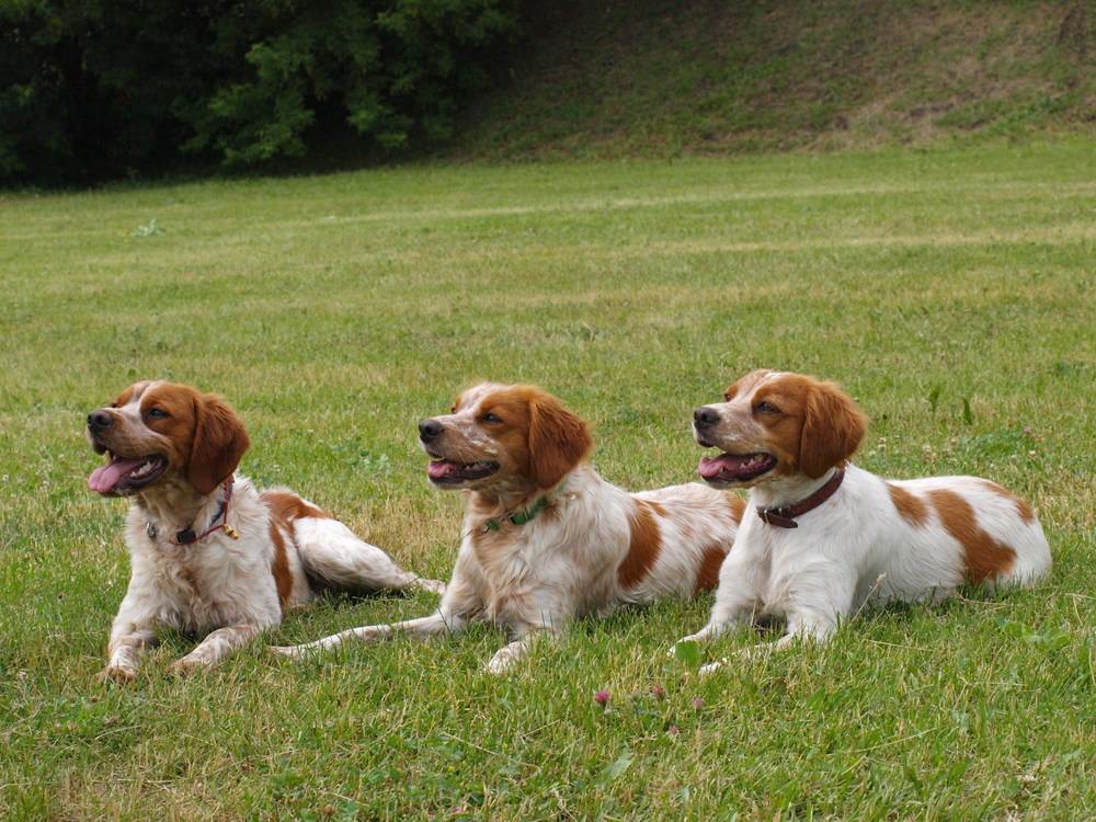 Характеристика собак породы бретонский эпаньоль с отзывами и фото