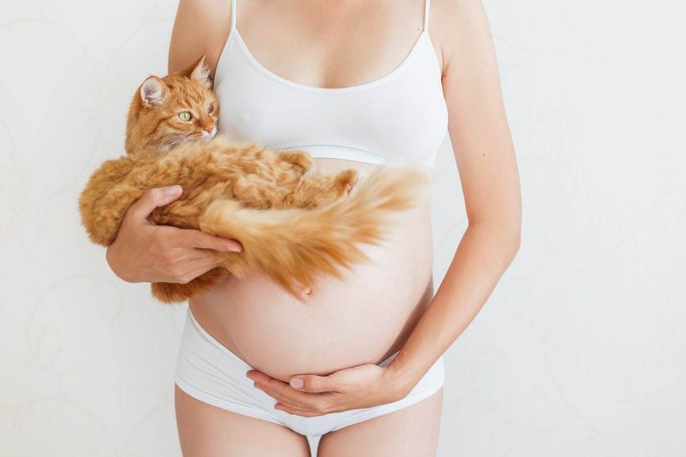 Чем опасны кошки для беременных: можно ли гладить питомца в таком положении