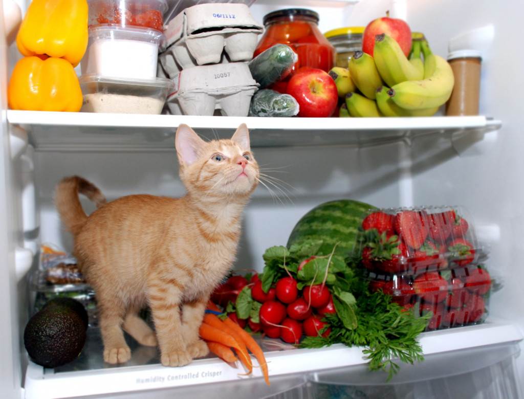 Правильное кормление кота - как и чем кормить