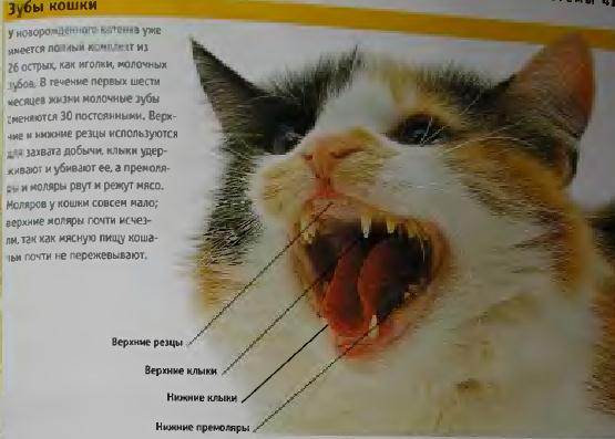 Как ухаживать за зубами кошки: инструкция от фелинолога