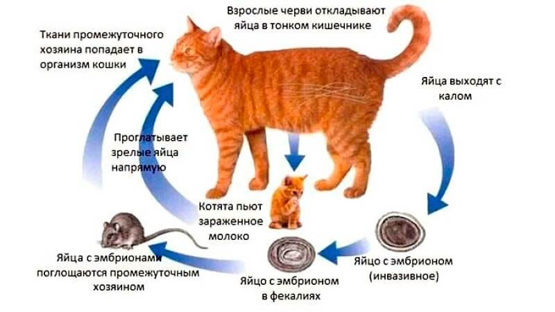 Как понять что у кота глисты: симптомы