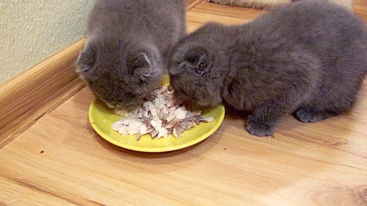 Можно кормить кота рыбой. Шотландская вислоухая кошка ест. Шотландская вислоухая кушает. Котенок ест. Шотландский кот кушает корм.