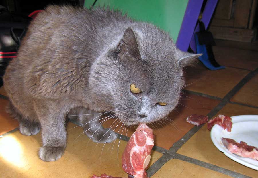 Кошка не ест: причины и решения