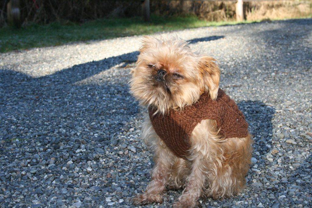 Собаки породы гриффон: здоровье, содержание, характер породы | блог ветклиники "беланта"