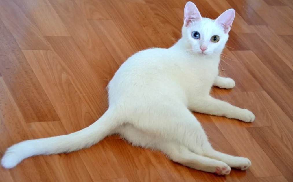 Порода као мани: снежная кошка из таиланда