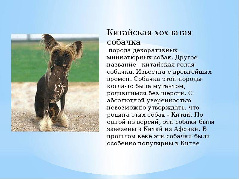 ᐉ описание породы чунцин - ➡ motildazoo.ru