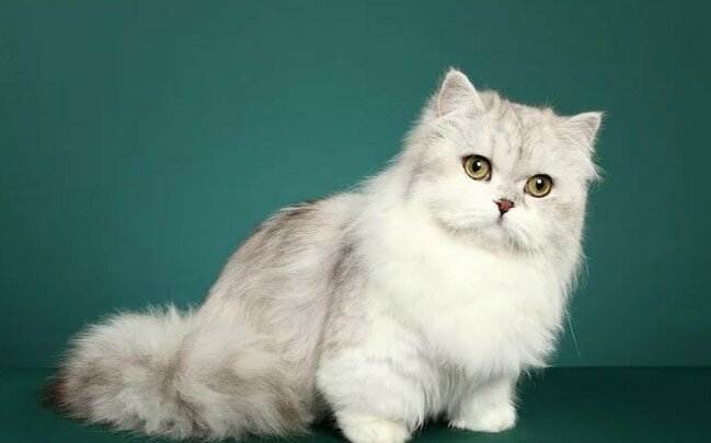Порода кошек наполеон: фото, история, характер, здоровье, уход