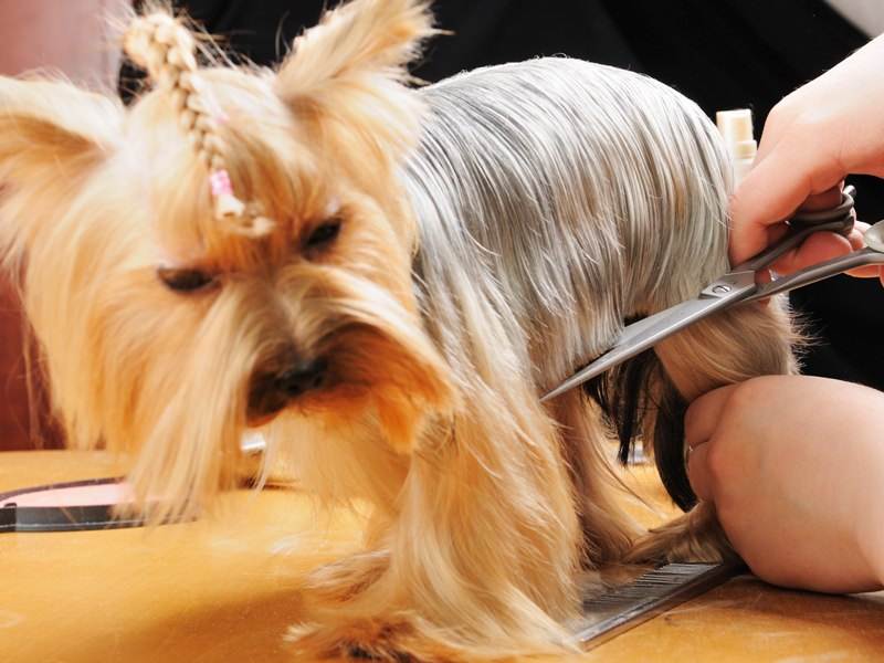 Всех собак можно ли стричь волосы