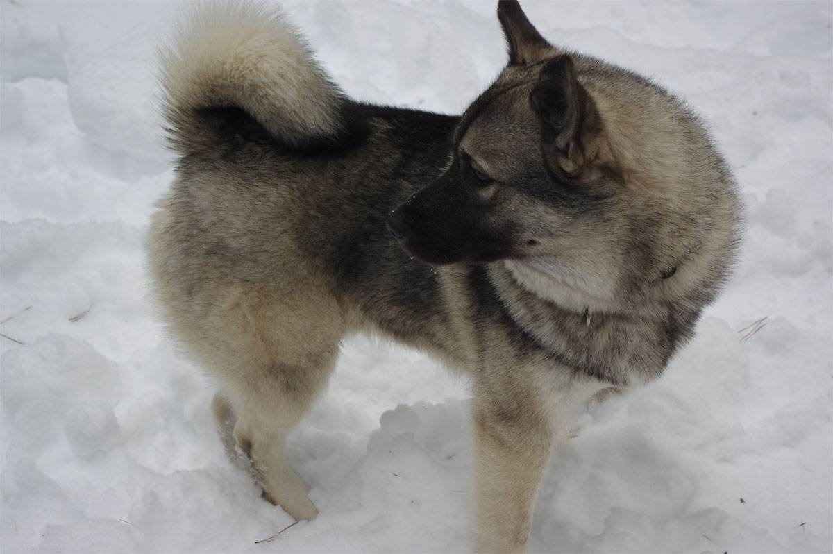 Норвежский элкхаунд: описание породы, характеристика, фото | все о собаках