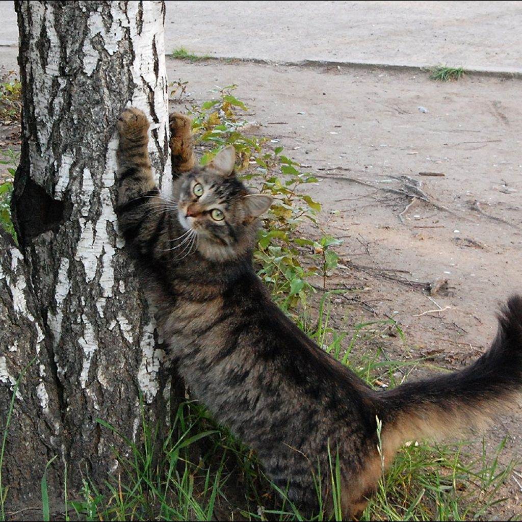 Драть деру. Кошка точит когти. Кошка царапает дерево. Кошка подрала. Кошка скребет.