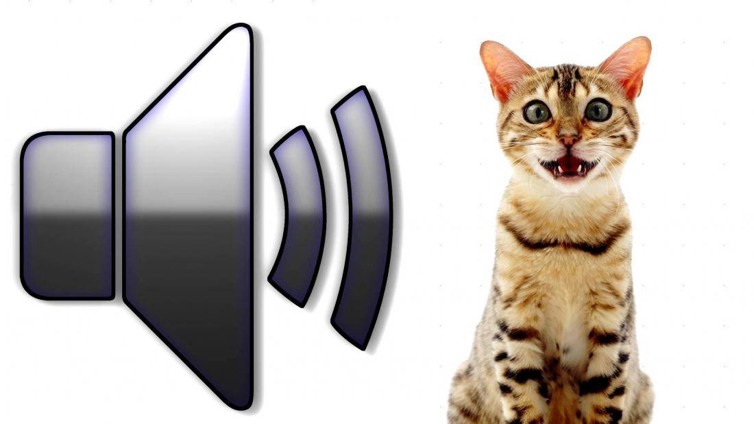  11 лучших видео для кошек (птицы, рыбки, лазер, мышки) + игры для кота