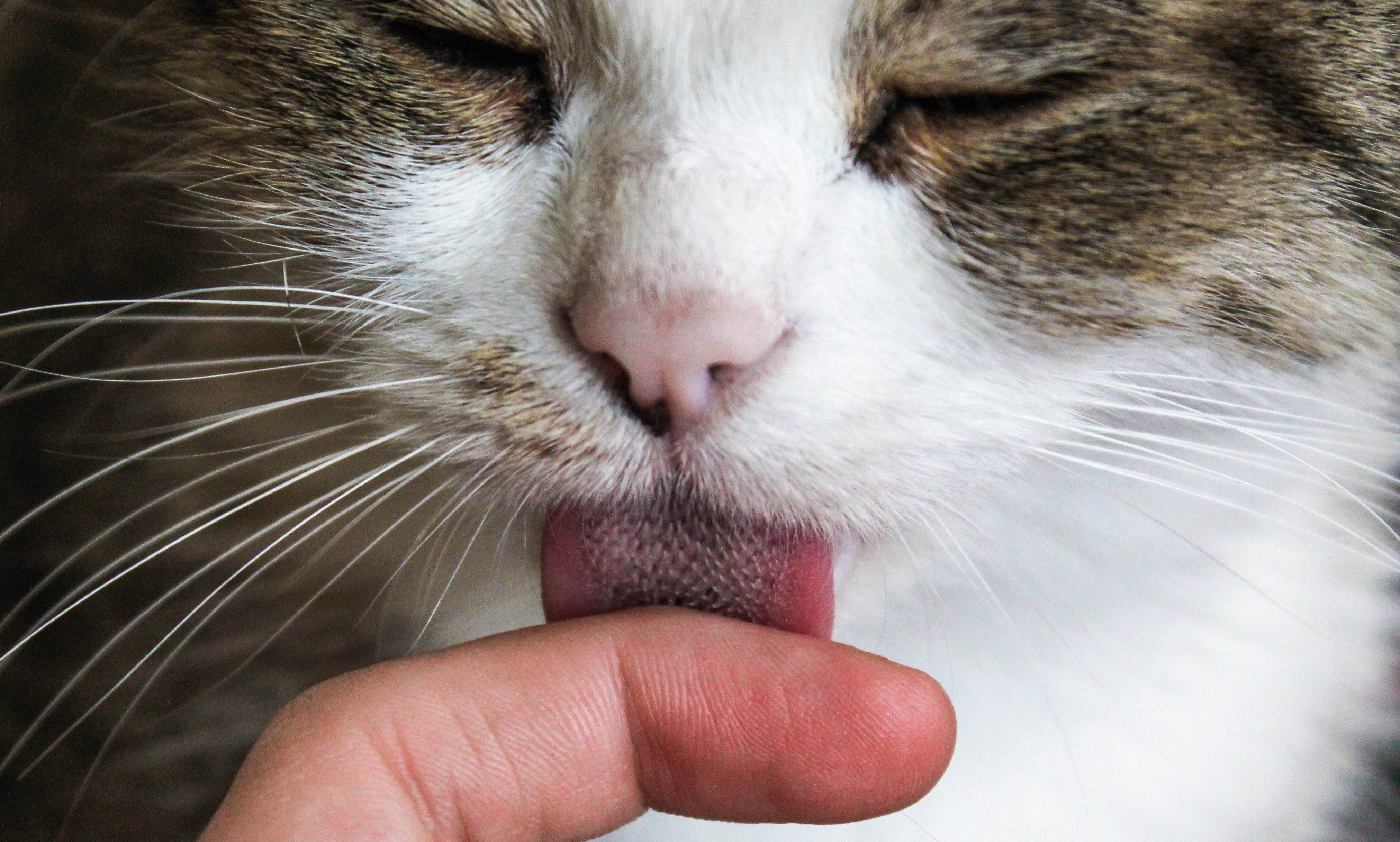 У кота текут слюни постоянно - что делать? | блог ветклиники "беланта"