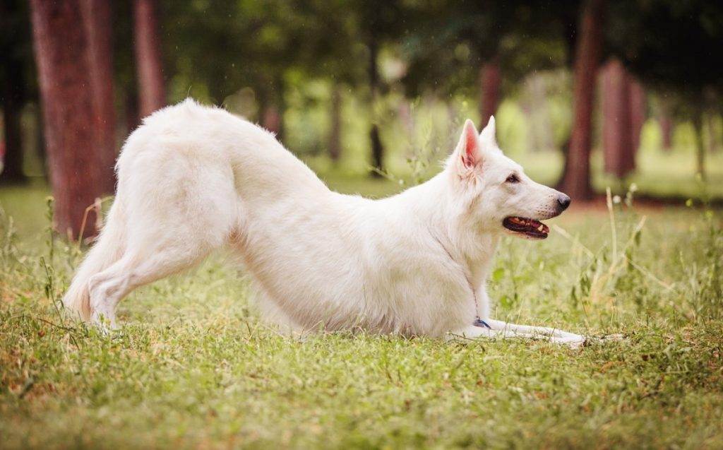 Белая швейцарская овчарка: описание породы и характера, фото | все о собаках
