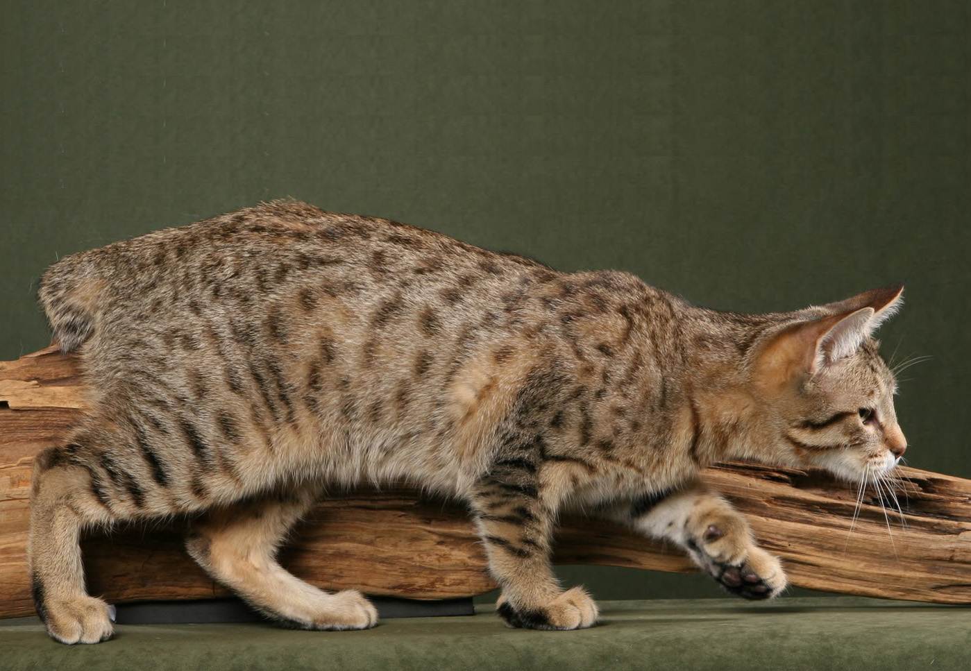 Порода кошки пиксибоб: характеристики, фото, характер, правила ухода и содержания - petstory
