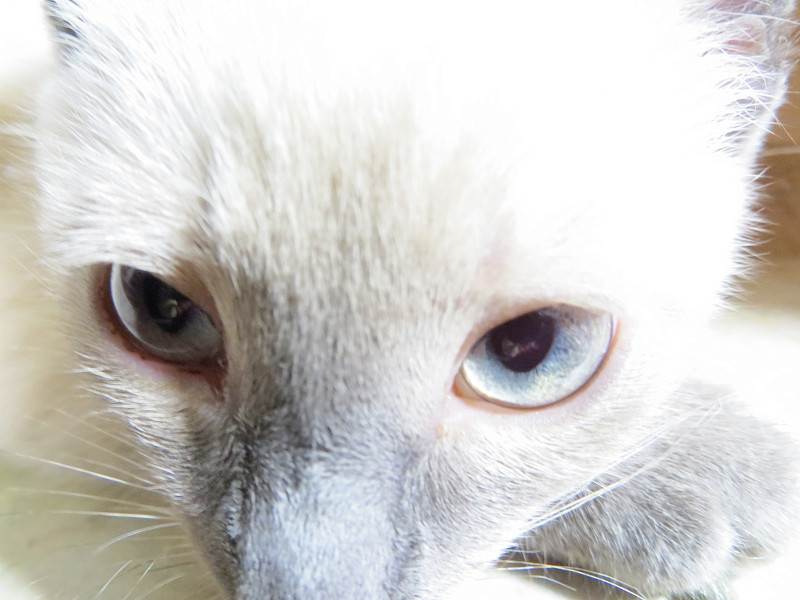 Выделение из глаз у кошки: основные симптомы и причины, лечение.