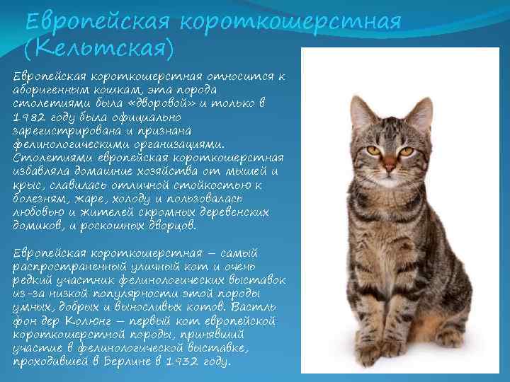 Короткошерстая европейская кошка