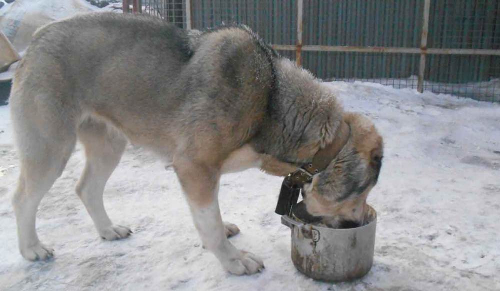 Чем кормить щенка алабая и взрослую собаку: рацион питания
чем кормить щенка алабая и взрослую собаку: рацион питания