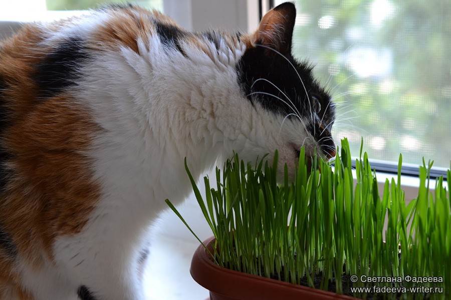 Трава для кошек: какую любят, как вырастить