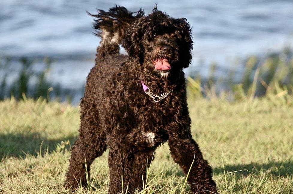 Португальская водяная собака — описание породы, нюансы ухода и воспитания собаки (95 фото)