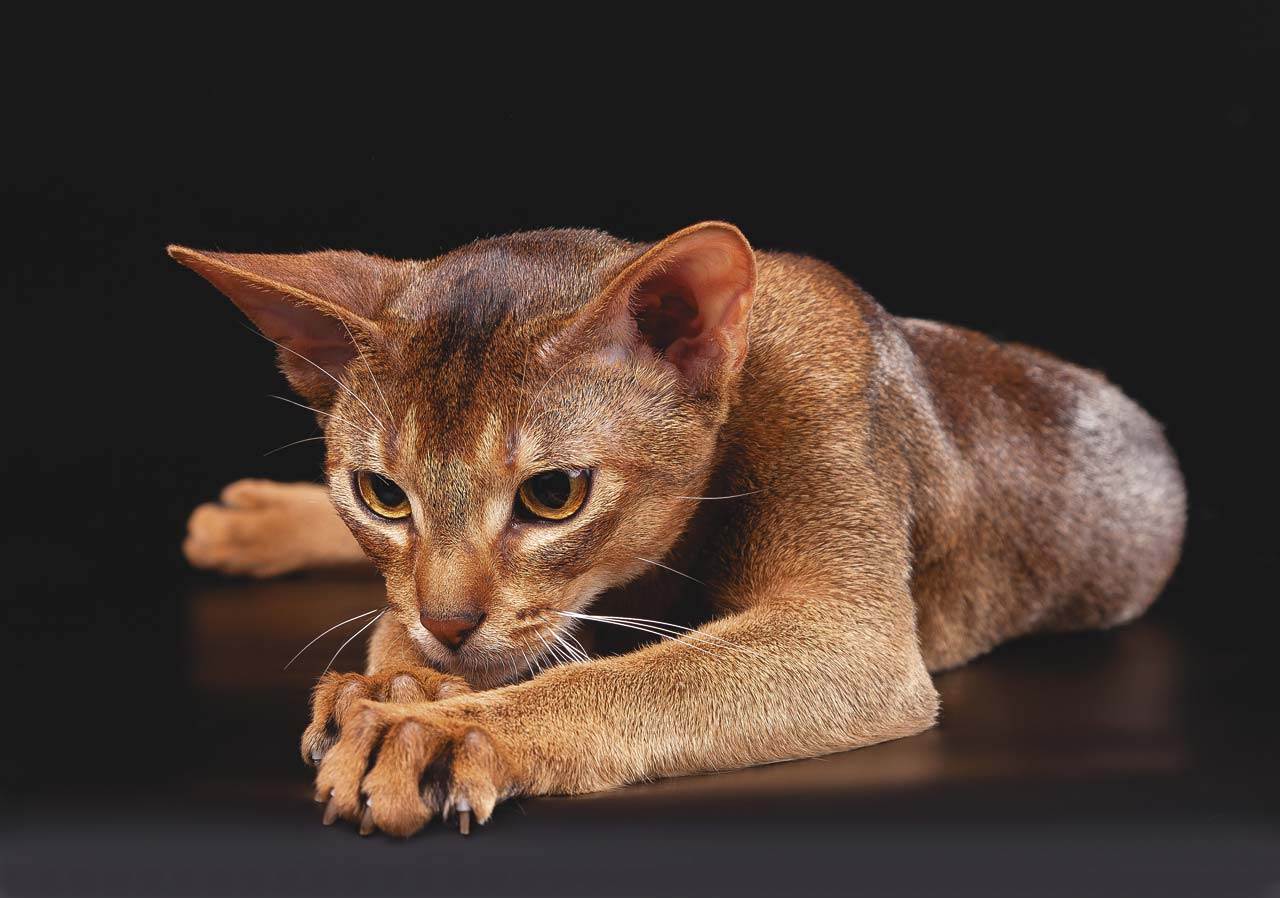 Абиссинская кошка: фото, описание, характер, содержание, отзывы