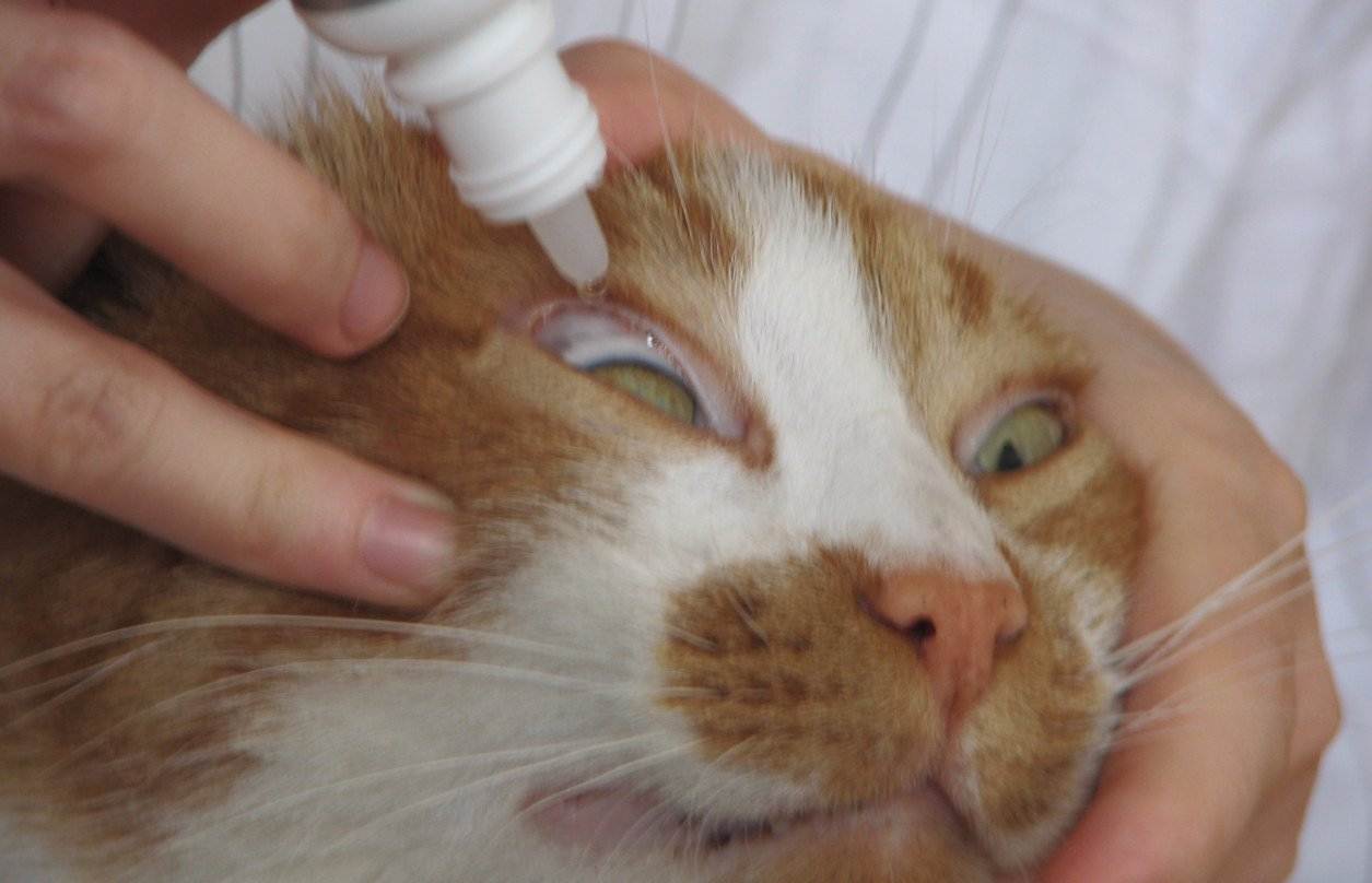 Как вылечить глазную инфекцию у кошки: 9 шагов