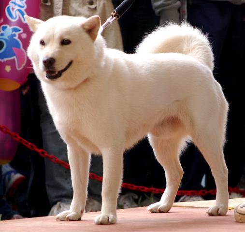 Японские породы собак: охотничьи и сторожевые, большие и маленькие псы с фото и названиями