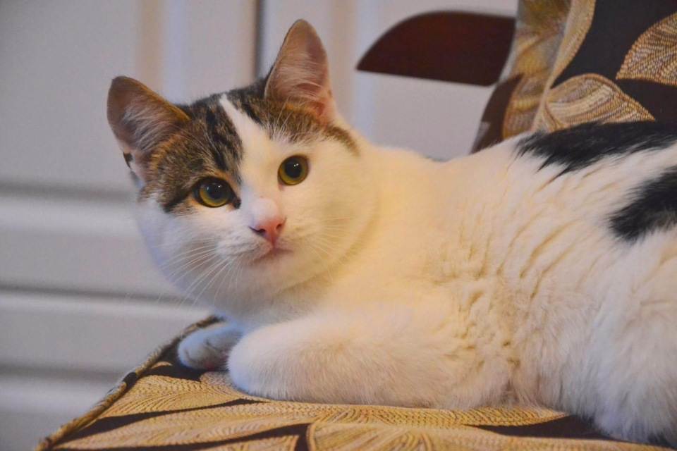 Эгейская кошка — описание породы кошек