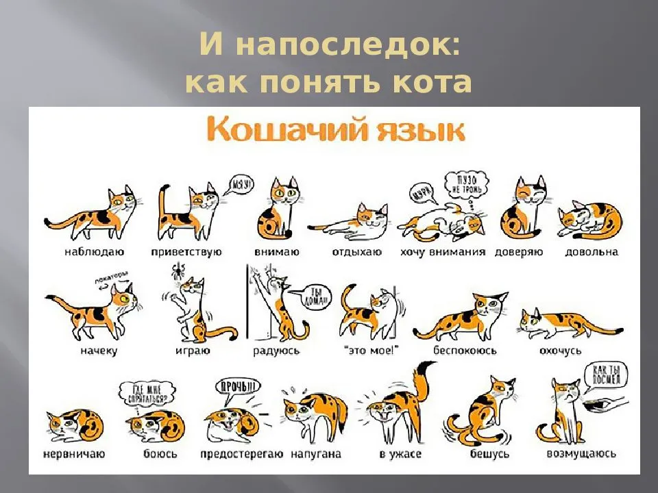 Как понравиться кошке: 10 шагов (с иллюстрациями)