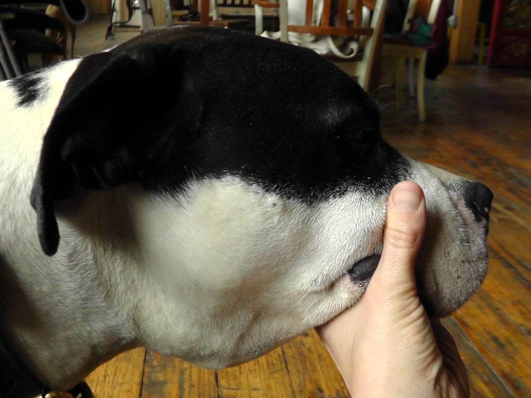 Теплый и сухой нос у собаки: причины и что делать | все о собаках