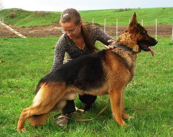 Вязка немецкой овчарки: когда, и как правильно случать собак, какой день течки подходит для спаривания