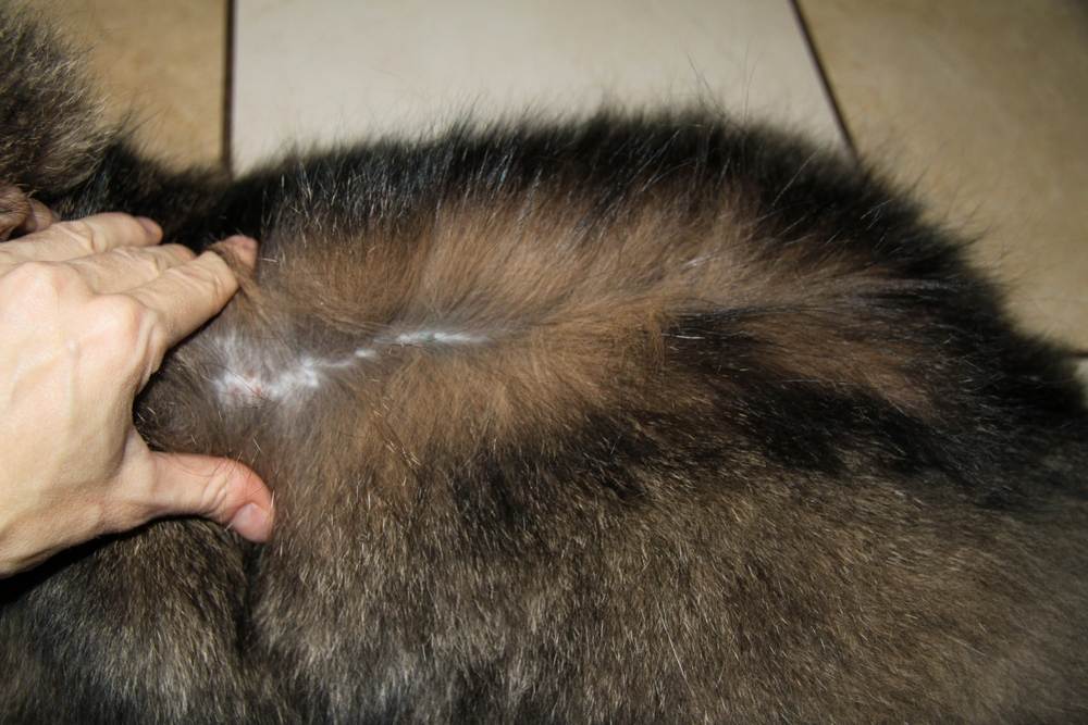 Перхоть у кошки на спине около хвоста: причины и лечение