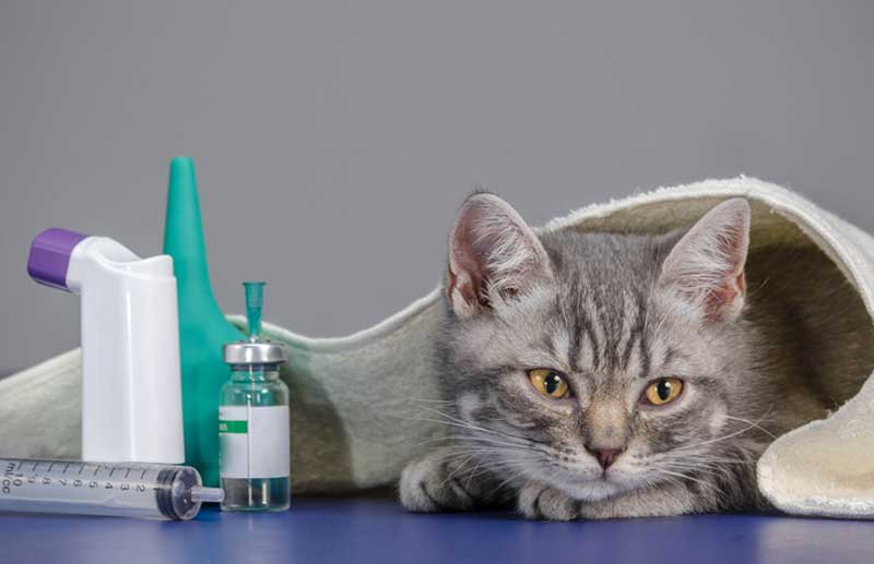 Мастит у кошки: лечение в домашних условиях народными средствами и лекарственными препаратами