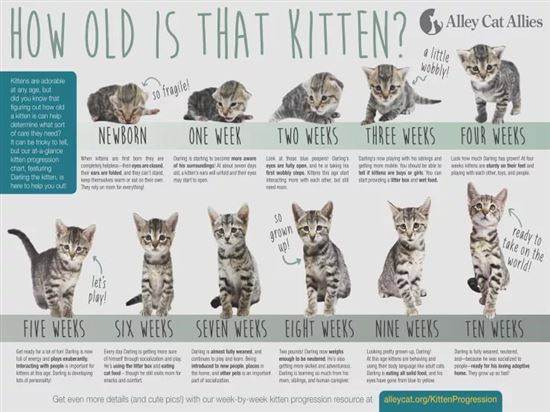 Как самому определить возраст котенка по внешнему виду