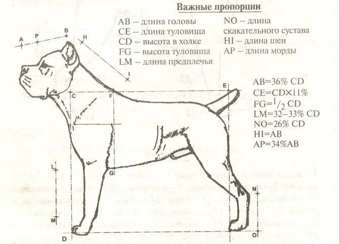 Как измерить рост собаки: 7 шагов (с иллюстрациями)