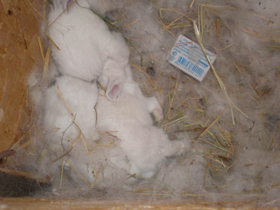 Почему крольчиха не подпускает крола: причины и что делать для спаривания