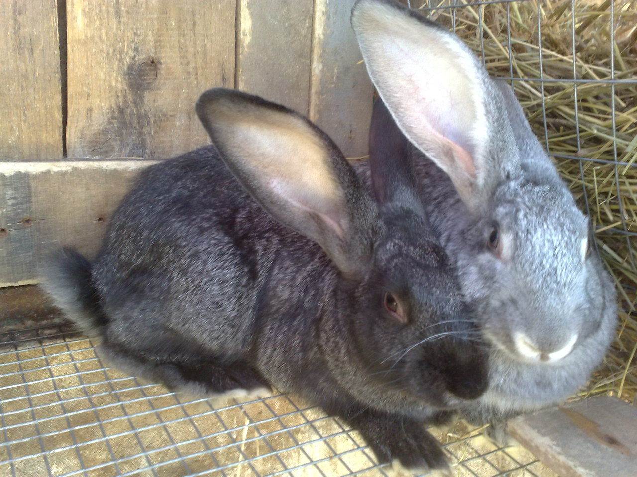 Породы кроликов для домашнего разведения: виды и описание кроликов мясного направления