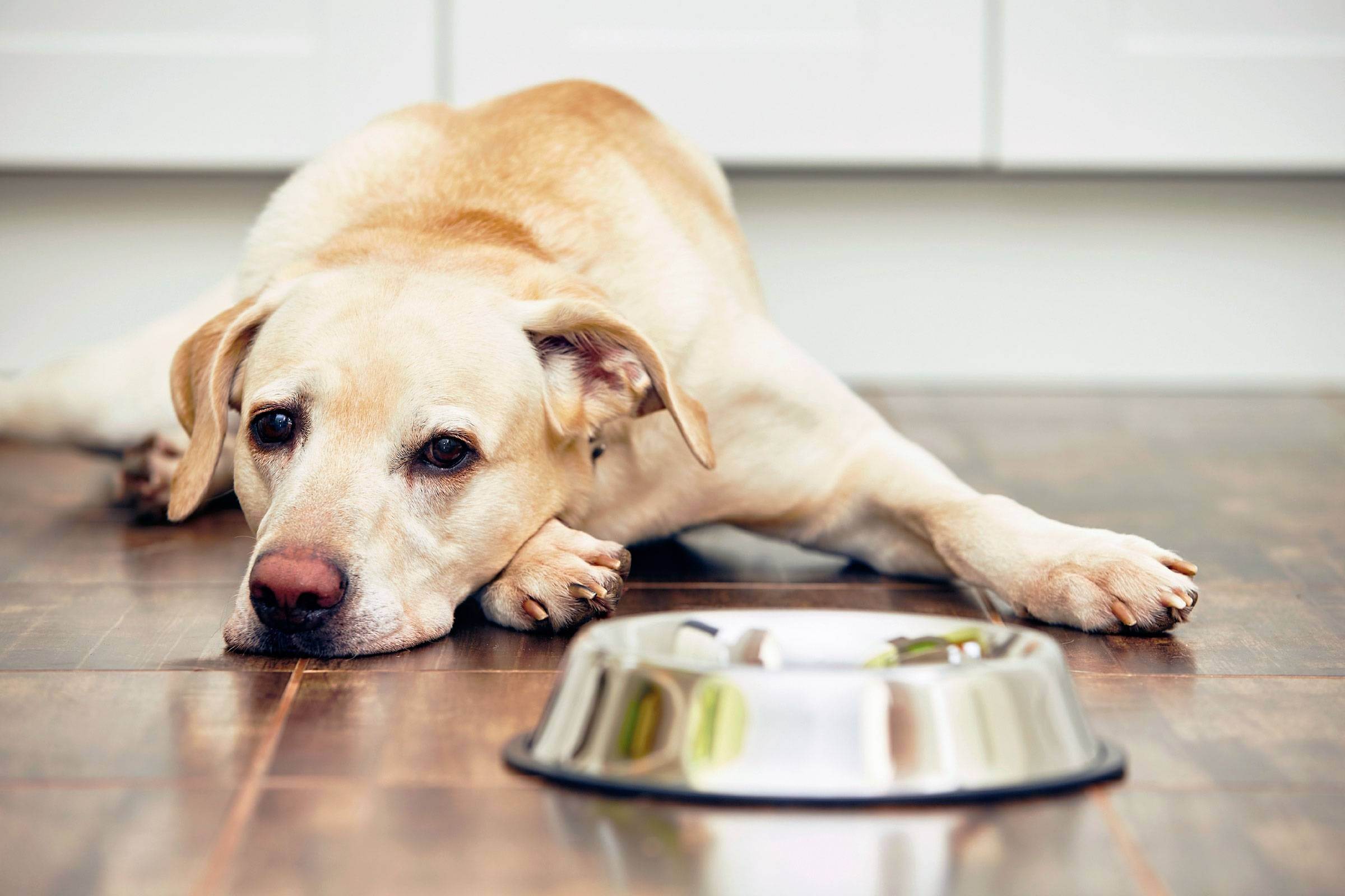 Собака не ест только пьет воду и рвет: причины отсутствия аппетита, что делать при рвоте