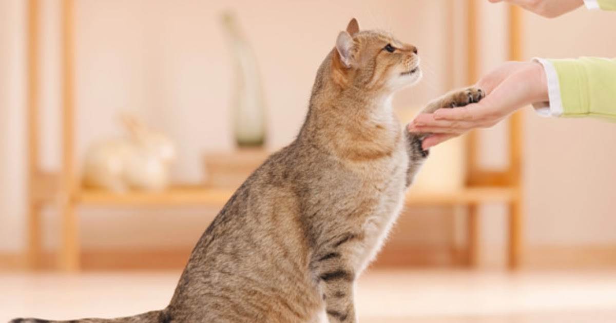 Training Your Cat: How to Teach Litter Box Use 